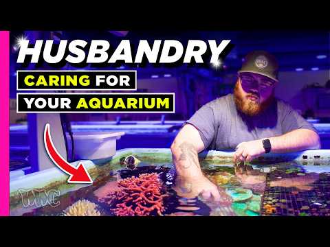 Видео: Содержание рифовых аквариумов | Важные советы для успешного аквариума