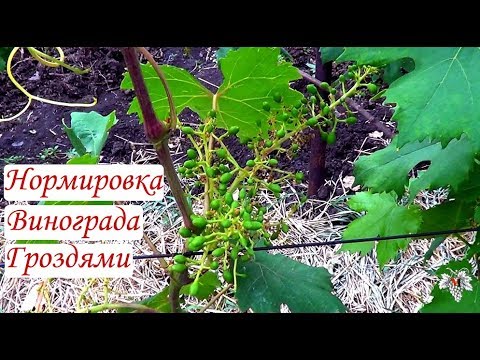 Видео: Нормировка винограда гроздями