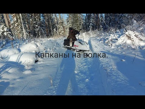 Видео: Проверяем, и ставим капканы на волка. Тайга. Охота. We check and set traps for the wolf. Hunting.