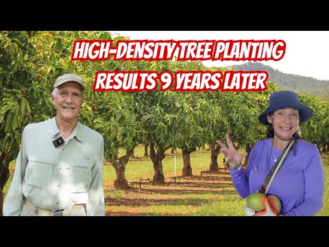 Видео: Выращиваю манго уже 40 лет. Посмотрите на расстояние между деревьями и результаты.