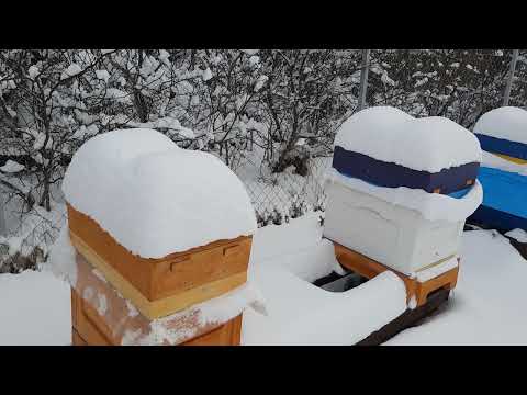 Видео: Гибель пчел в январе