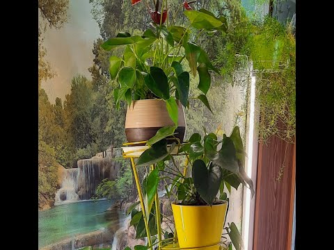 Видео: Эксперимент по черенкованию антуриума удался.