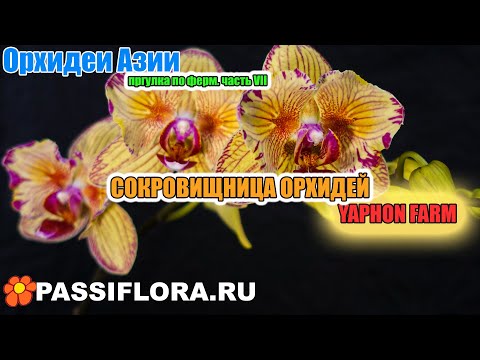 Видео: новые сорта орхидей, будущие хиты.