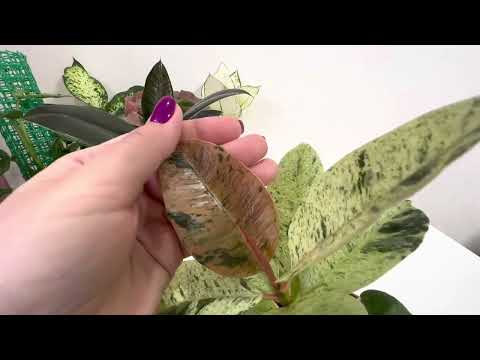 Видео: Купила себе модный фикус😁 / обзор новинок ￼