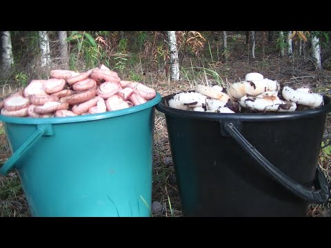 Видео: Настоящий Осенний Груздь и Поляны Волнушек! Удачная Проверка!