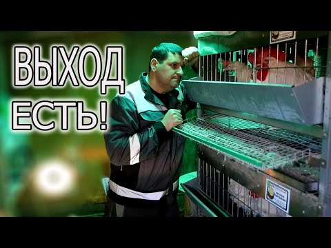 Видео: 💥 РАСКЛЕВ ПТИЦЫ, ЧТО ДЕЛАТЬ!?