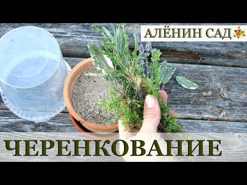 Видео: РОЗМАРИН и другие / РАЗМНОЖЕНИЕ черенками / Огород на подоконнике