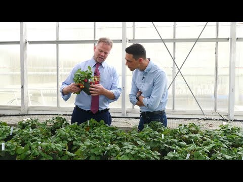 Видео: "Еда" от 23 июня 2018: клубника, лягушачьи лапки и 5 фактов о мороженом