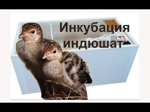 Видео: Лучший режим инкубации индюшиных яиц (таблица) в БЫТОВОМ инкубаторе. Как инкубировать, температура