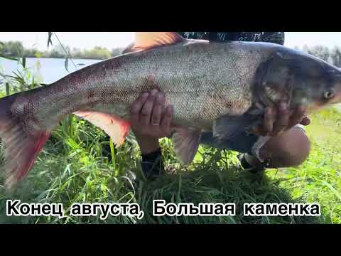 Видео: Рыбалка на толстолоба, один на берегу два дня. #fishing #рыбалка #carpfishing #карпфишинг #nature 
