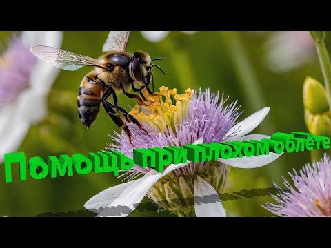 Видео: Профессор Кашковский: Помощь при плохом облёте