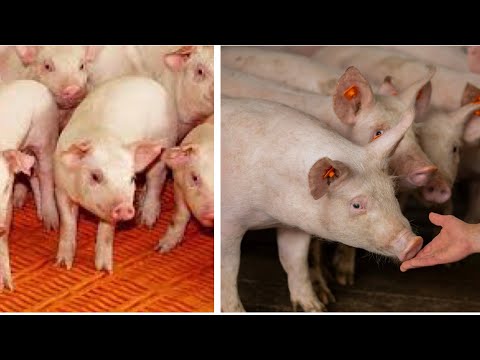 Видео: ❌Щілинна підлога для СВИНЕЙ❓чи краще,  як у баби з дідом🔥👇