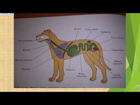 Видео: Сут эмуучулор. 7-класс Биология предмети.Мугалим:Саттарова Айниса