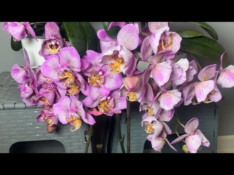 Видео: Пятнистая полянка