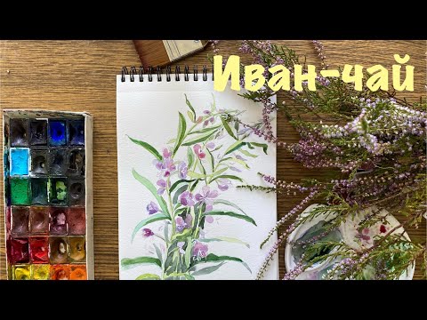 Видео: Иван-чай. Рисуем вместе акварельные цветы #скетч #рисование