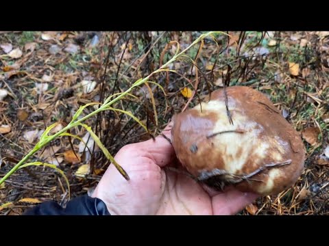 Видео: Вот это я зашел,мечта грибника! Давно так не собирал! От таких Грибов 🍄‍🟫  просто перехватило дух!