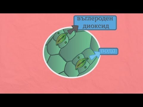 Видео: Дишане при растенията - Човекът и природата 5 клас | academico