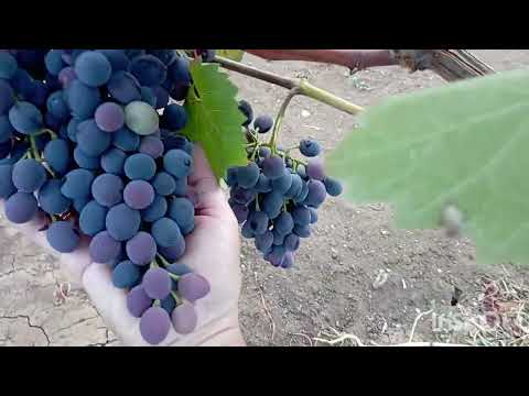 Видео: Начало сентября, про виноград и немного огорода#виноград#виноградник#garden#огород