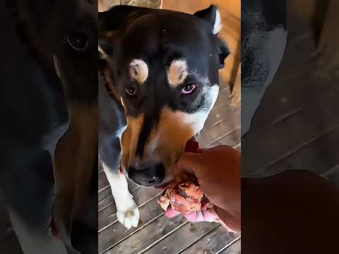 Видео: ПИЩЕВАЯ АГРЕССИЯ У АЛАБАЕВ 😱😱😱