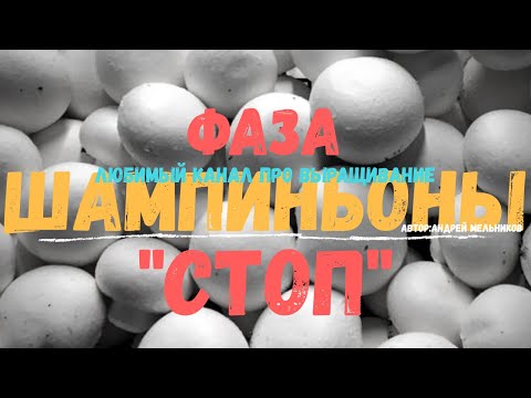 Видео: Фаза СТОП!