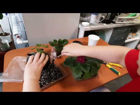 Видео: Фиалки