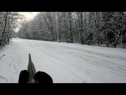 Видео: 05 декабря. Охота на зайца с русским гончим Баяном.