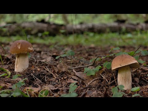 Видео: ЭТО ЛУЧШАЯ ТИХАЯ ОХОТА 2025! БЕЛЫЕ ГРИБЫ ПОШЛИ МАССОВО, ПОЛЯНАМИ! Я НАСТОЛЬКО В ШОКЕ, ЧТО СЛОВ НЕТ!