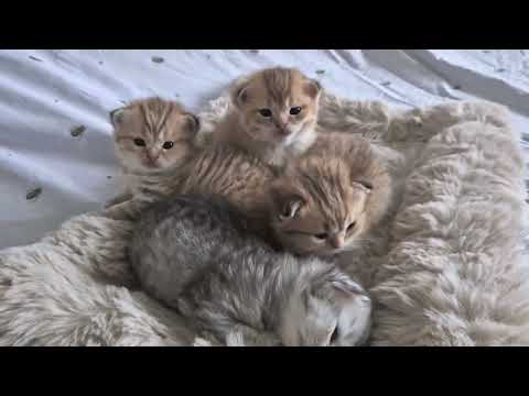 Видео: Котятам Шанель 18 дней 😊