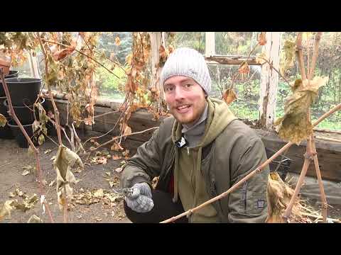 Видео: 13.11.2025 Советы садовода К. Кветка