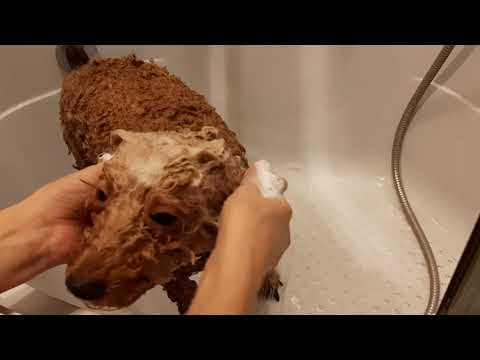 Видео: Купание. Особенности мытья головы и морды.