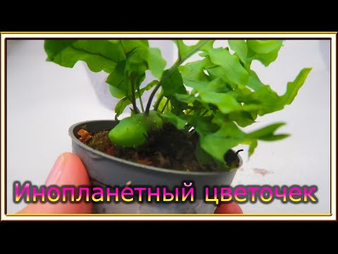 Видео: Цветочное обострение /Хойи и Леканоптерис