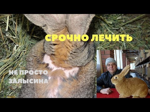 Видео: Залысины у кролика.  Микроспория, Трихофития. Лечение и профилактика