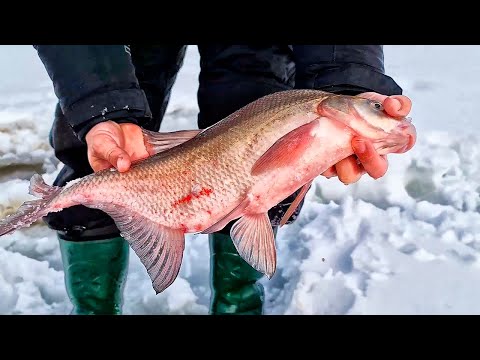 Видео: ВОТ ЭТО РЫБАЛКА! ПОПАЛИ НА БЕШЕНЫЙ КЛЁВ КРУПНОЙ РЫБЫ! ОКУНЬ, ЯЗЬ, ЛЕЩ!!