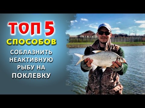 Видео: ТОП 5 СПОСОБОВ, КАК СОБЛАЗНИТЬ НЕАКТИВНУЮ РЫБУ НА ПОКЛЕВКУ / ЛОВЛЯ НА ФИДЕР