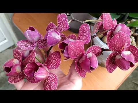 Видео: Домашнее цветение орхидей. ДОЛГОЦВЕТУЩИЕ орхидеи. Моя коллекция орхидей.