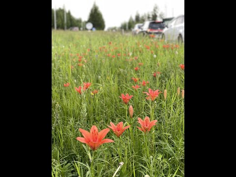 Видео: Нерюнгри куорат устун кыра экскурсия.