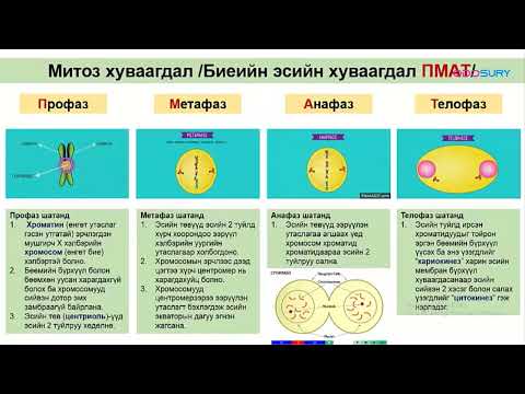 Видео: Эсийн амьдралын эргэлт