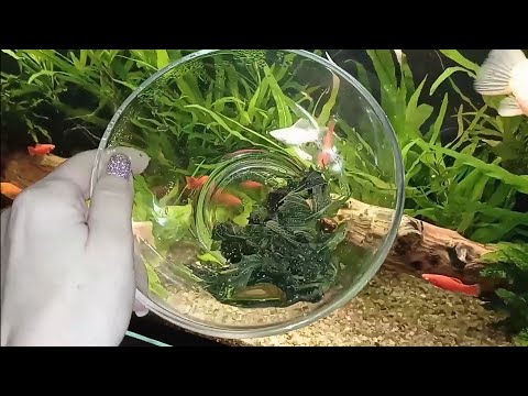 Видео: Покормим рыбок: крапива и вымоченный сухой корм