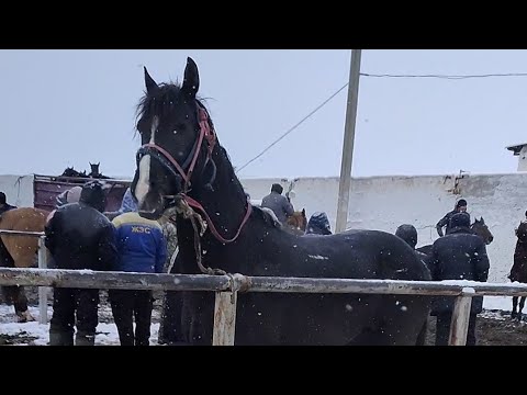 Видео: 08.12.2024Тараз Жамбыл Ас-ер мал базар жылқылар бағасы.Horse market Kazakhstan