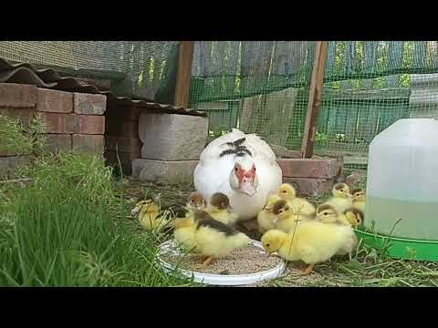 Видео: Релакс с утятами и цыплятами. Наслаждайтесь☺️