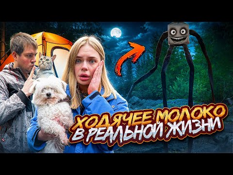 Видео: ХОДЯЧЕЕ МОЛОКО В РЕАЛЬНОЙ ЖИЗНИ | 24 ЧАСА В ЗАКОЛДОВАННОМ ЛЕСУ С КОТАМИ