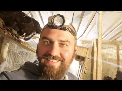 Видео: Терморегулятор Агат от компании Wiltu для инкубаторов