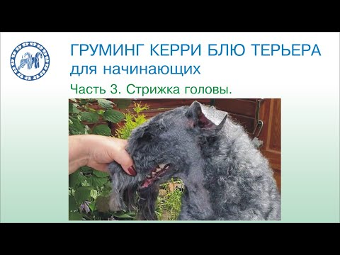 Видео: Груминг керри блю терьера для начинающих. Часть 3. Стрижка головы.