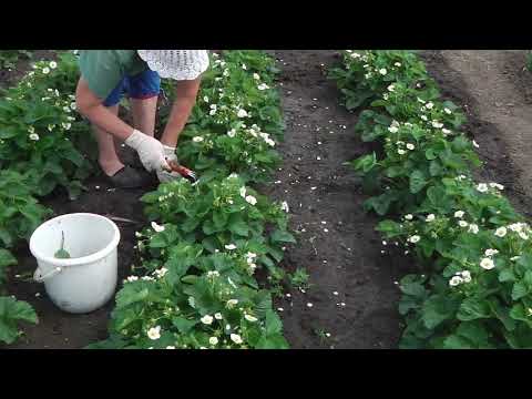 Видео: МУЛЬЧИРОВАНИЕ КЛУБНИКИ (ЗЕМЛЯНИКИ) , КОГДА  И ЧЕМ  МУЛЬЧИРОВАТЬ