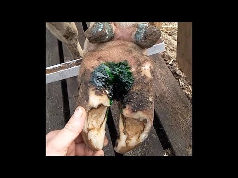 Видео: 💡Малдын кара аксак оорусуна кайсы мал-жандыктар чалдыгат?