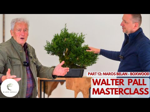 Видео: Мастер-класс Уолтера Полла: Самшит из мусора в бонсай?