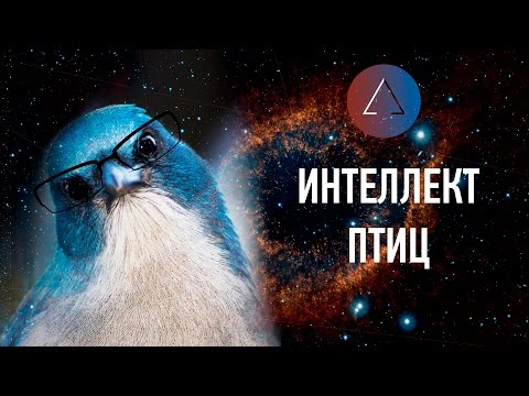 Видео: ЛЕКЦИЯ / Светлана Яковлева про интеллект птиц. /