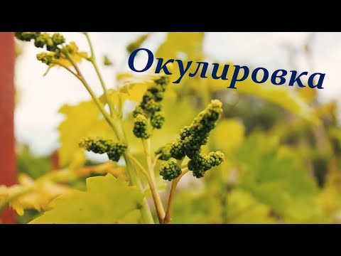 Видео: Окулировка винограда.