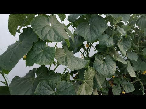 Видео: ЛУЧШИЕ ПОДКОРМКИ ДЛЯ ОГУРЦОВ! УВЕЛИЧИВАЮТ УРОЖАЙ В 2 РАЗА!