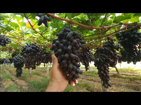 Видео: Тожикистон Регар Шахри.Уша машхур 4 Гектарлик Аватар Бог.Куриб Маза Килинг.